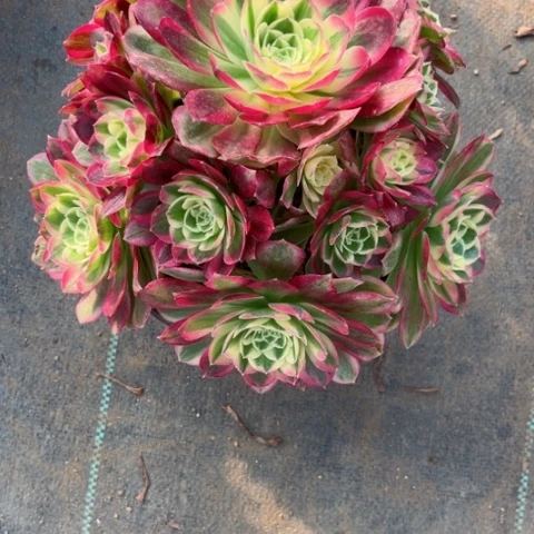 触****乐多肉植物玉资锦。