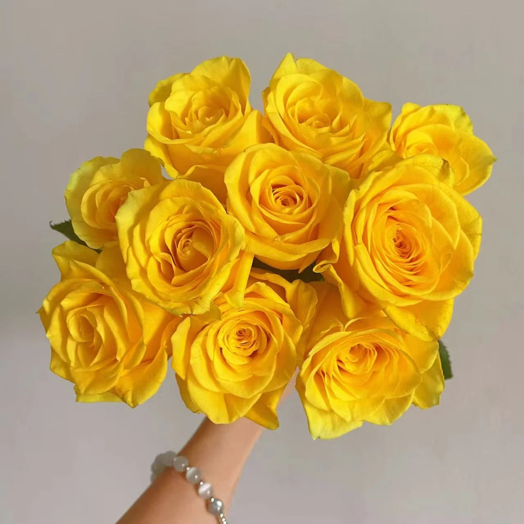 【契机】灌木月季 黄色杯型状切花花期长四季开花