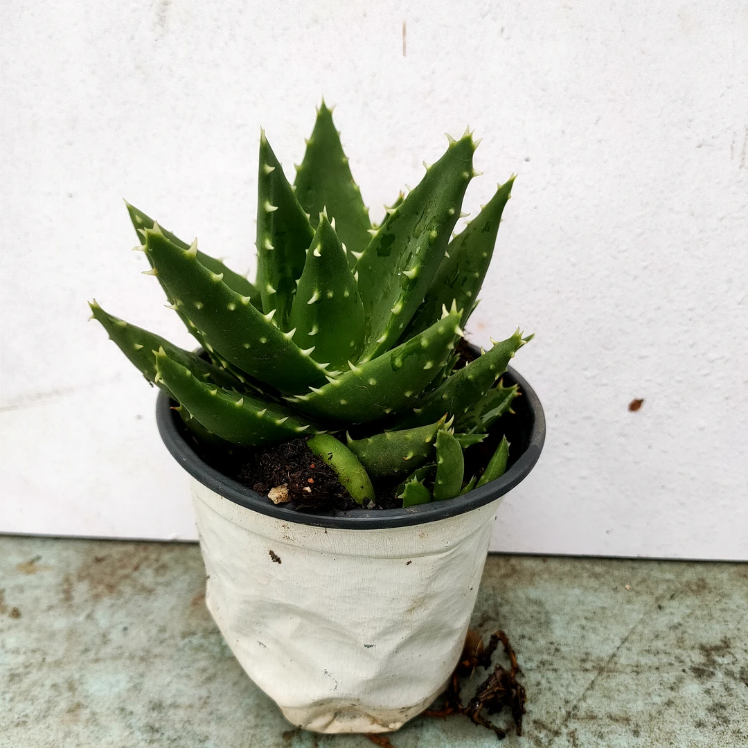 芦荟 满20包邮轻微断叶不包售后9厘米脱盆土发货长沙星昊多肉植物