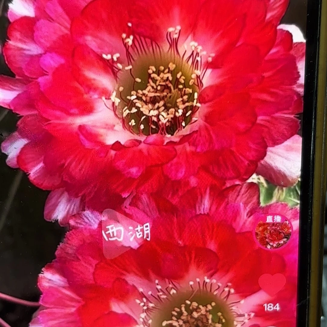 世界小姐小小瑕侧牙20包邮