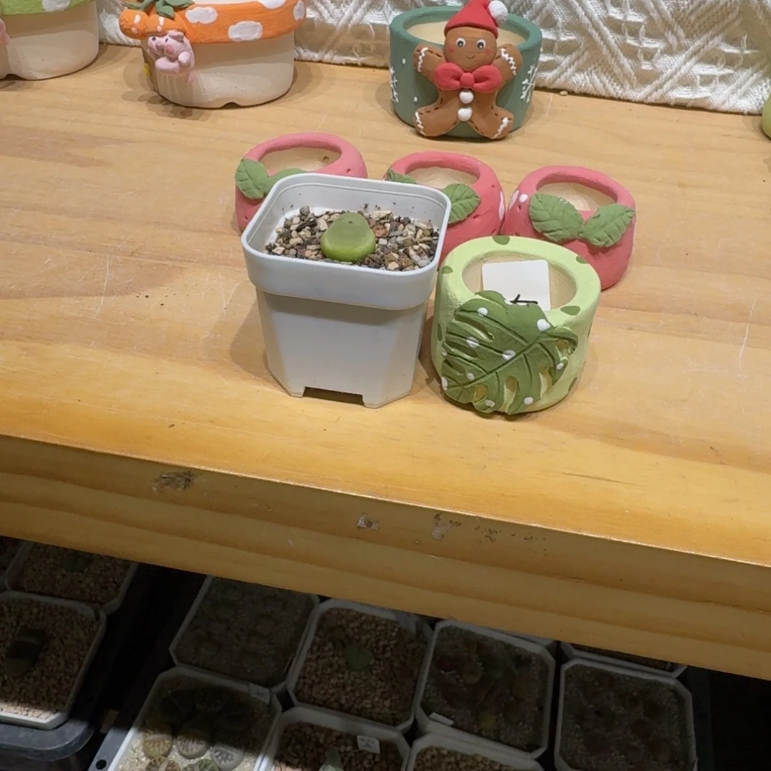 阳****1209-047连盆带花拉登