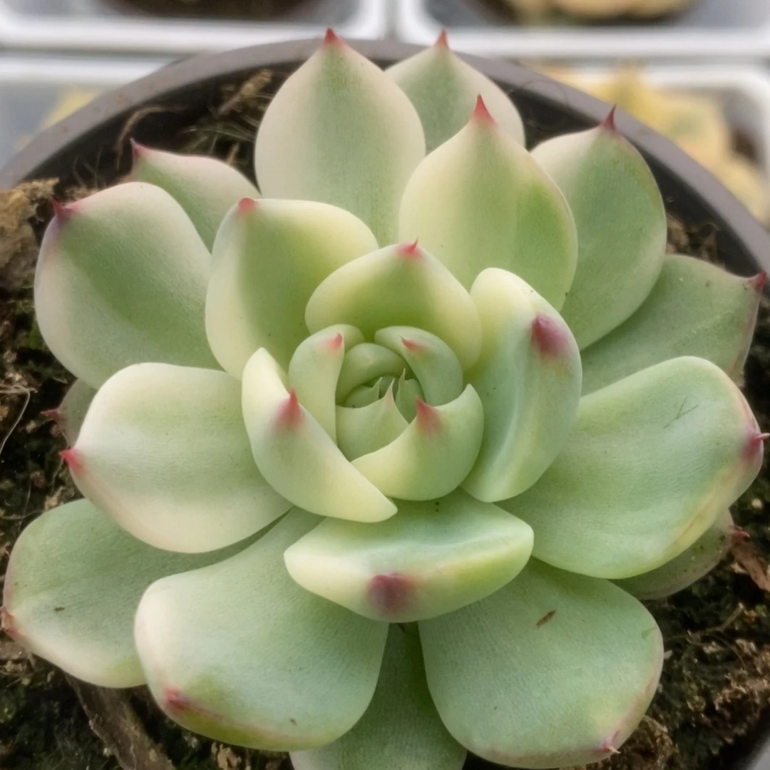 141锦锦锦锦锦锦锦锦锦