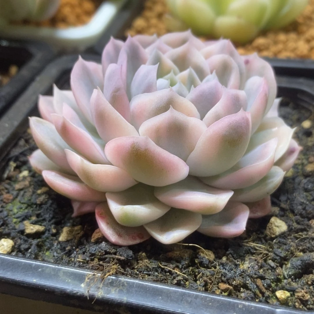 江**辉华辉 多肉植物锦