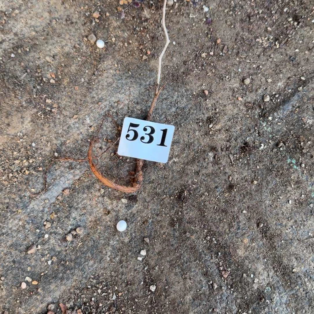 象足漆树扦插多肉植物