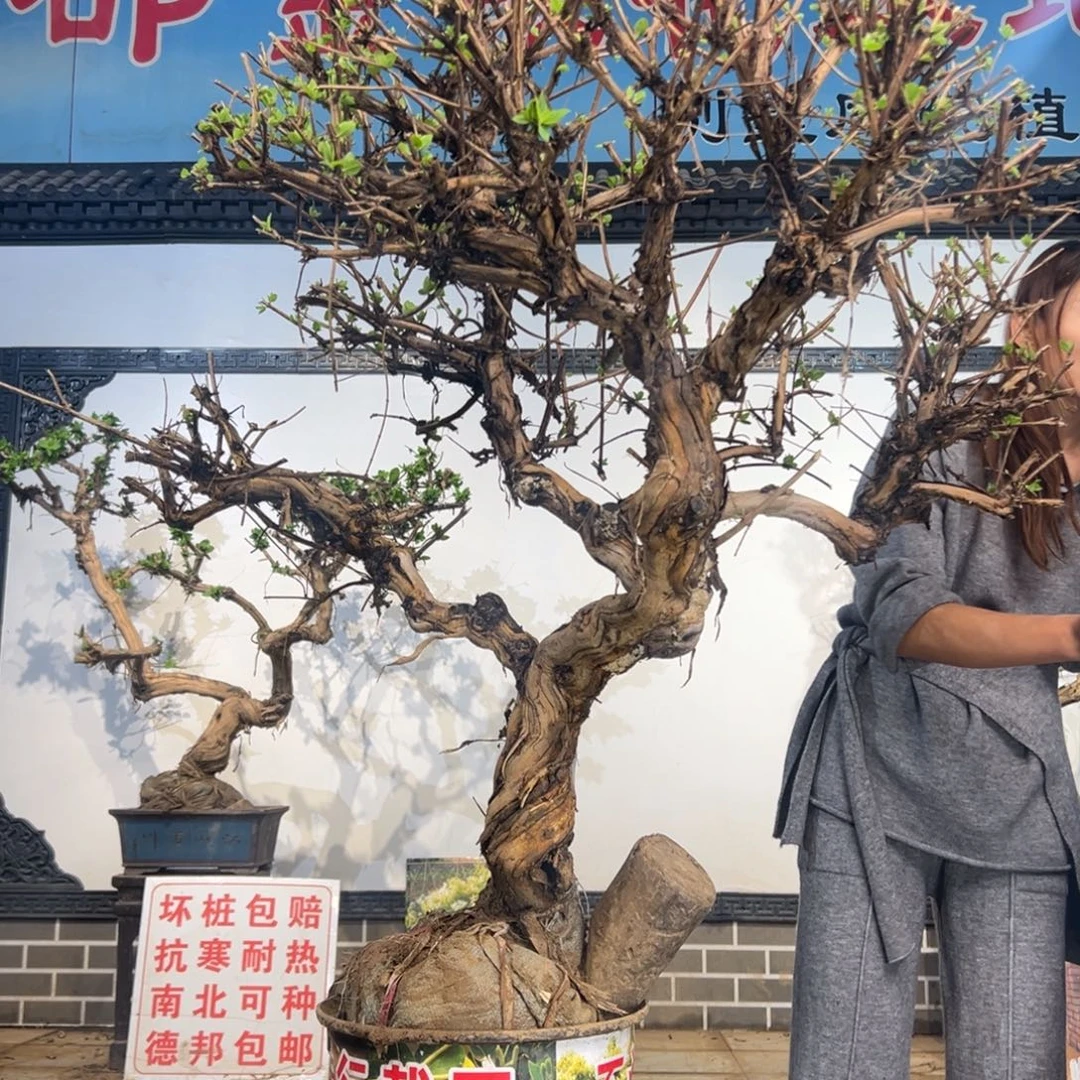 完全开放金银花898988888898898