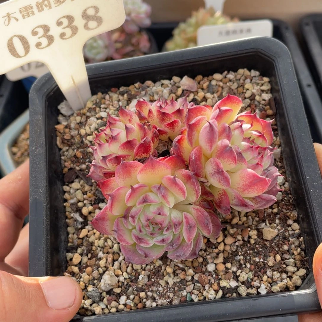 0338马赛尔不带盆7厘米