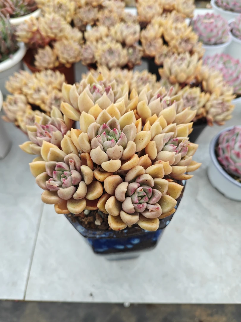 精品黄金璀璨   11多肉