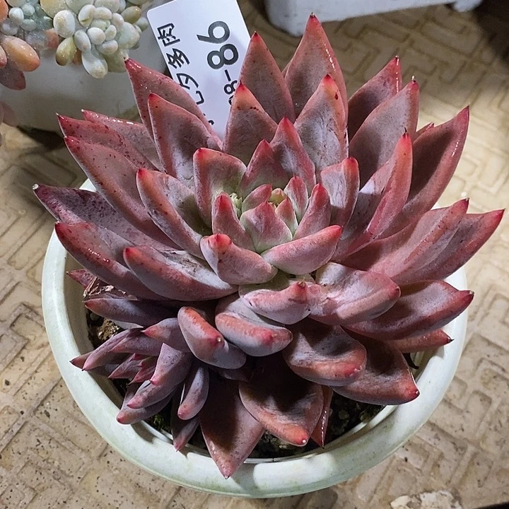 小七夕多肉圣徒86