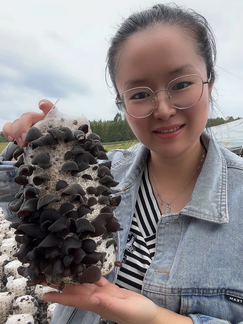 长白山秋木耳秋大筋耳林区木耳肉厚无根无沙口感软糯晾晒采摘产地