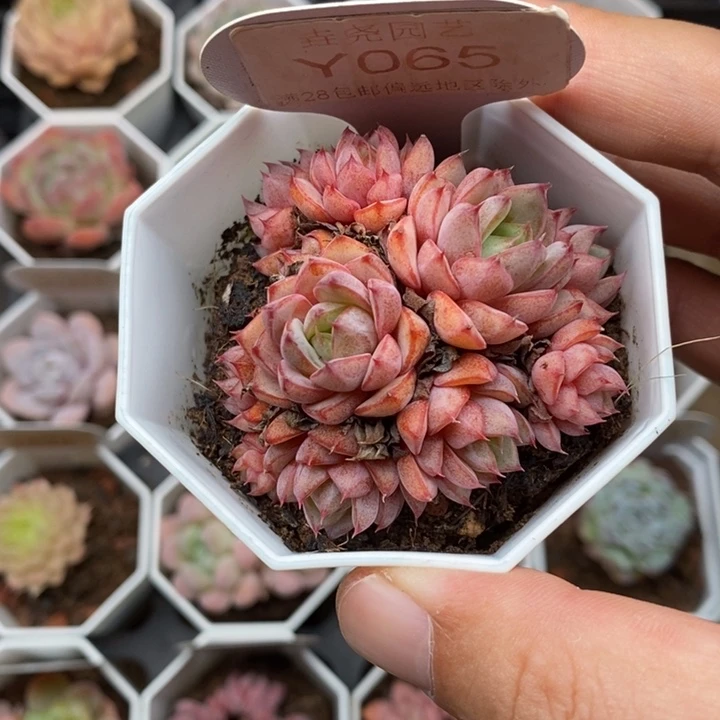 0065 5.5cm 浪漫群