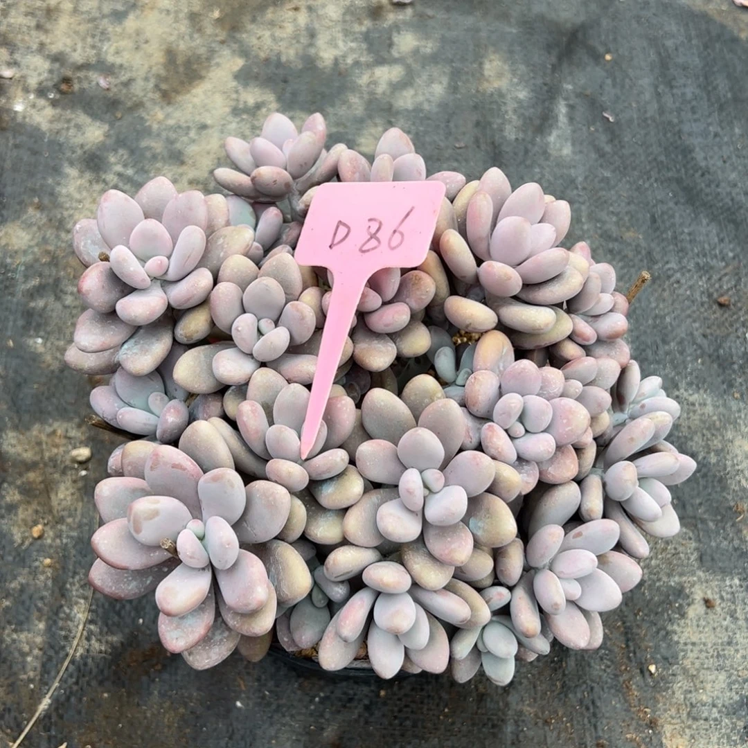 佳熙多肉一物一拍所见即所得