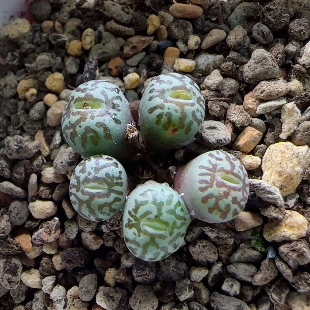 1-21-6-2当天满58包邮粗纹墨母本多肉脱土