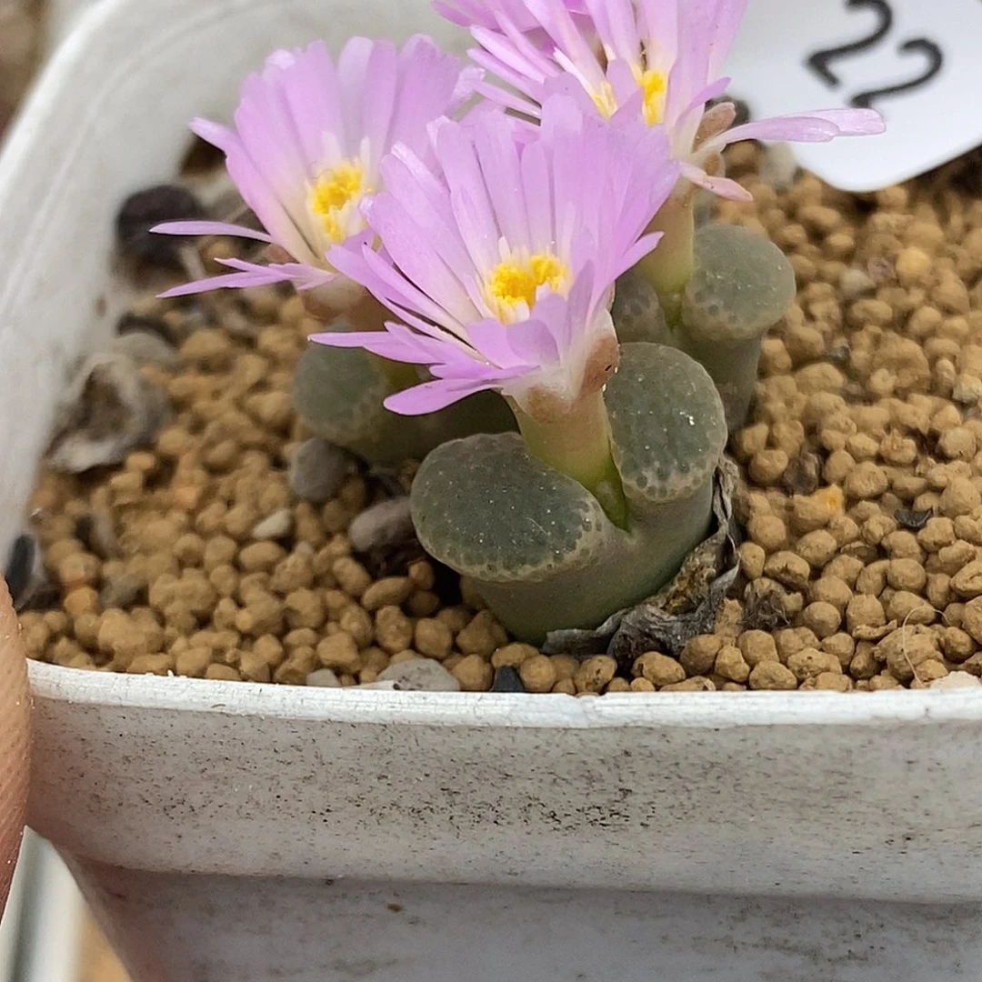 0828-22-泡泡樱花风铃。