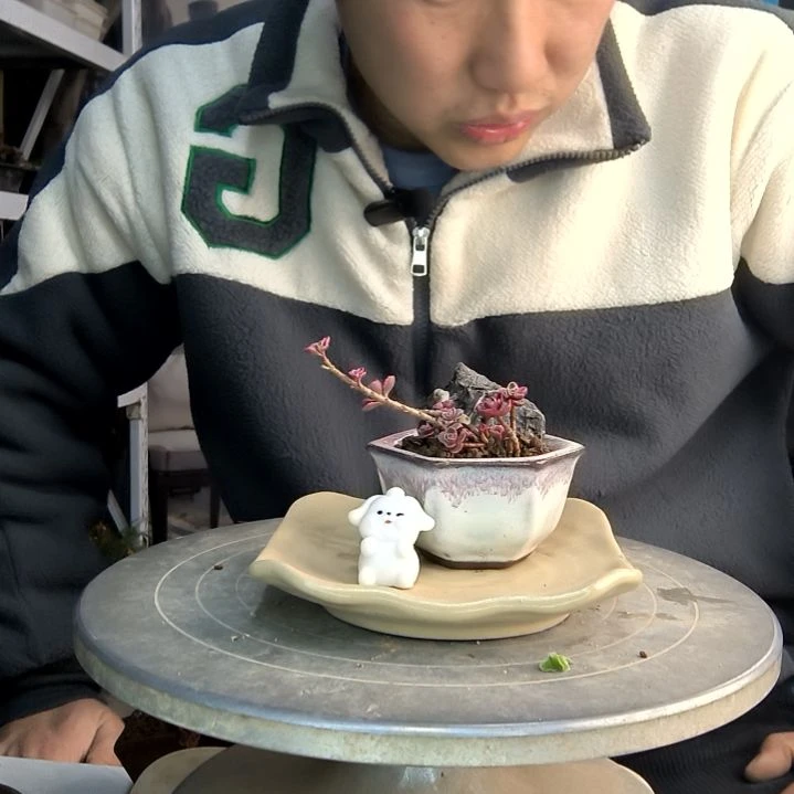 Z**o小盆景小植物一物一拍194