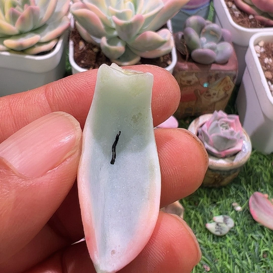 知***豹多肉植物多肉植物