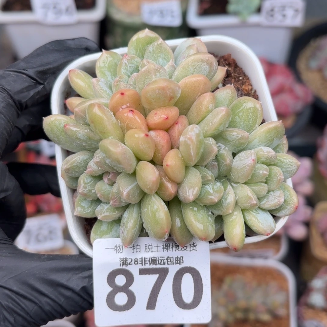 百达翡翠无盆土发货