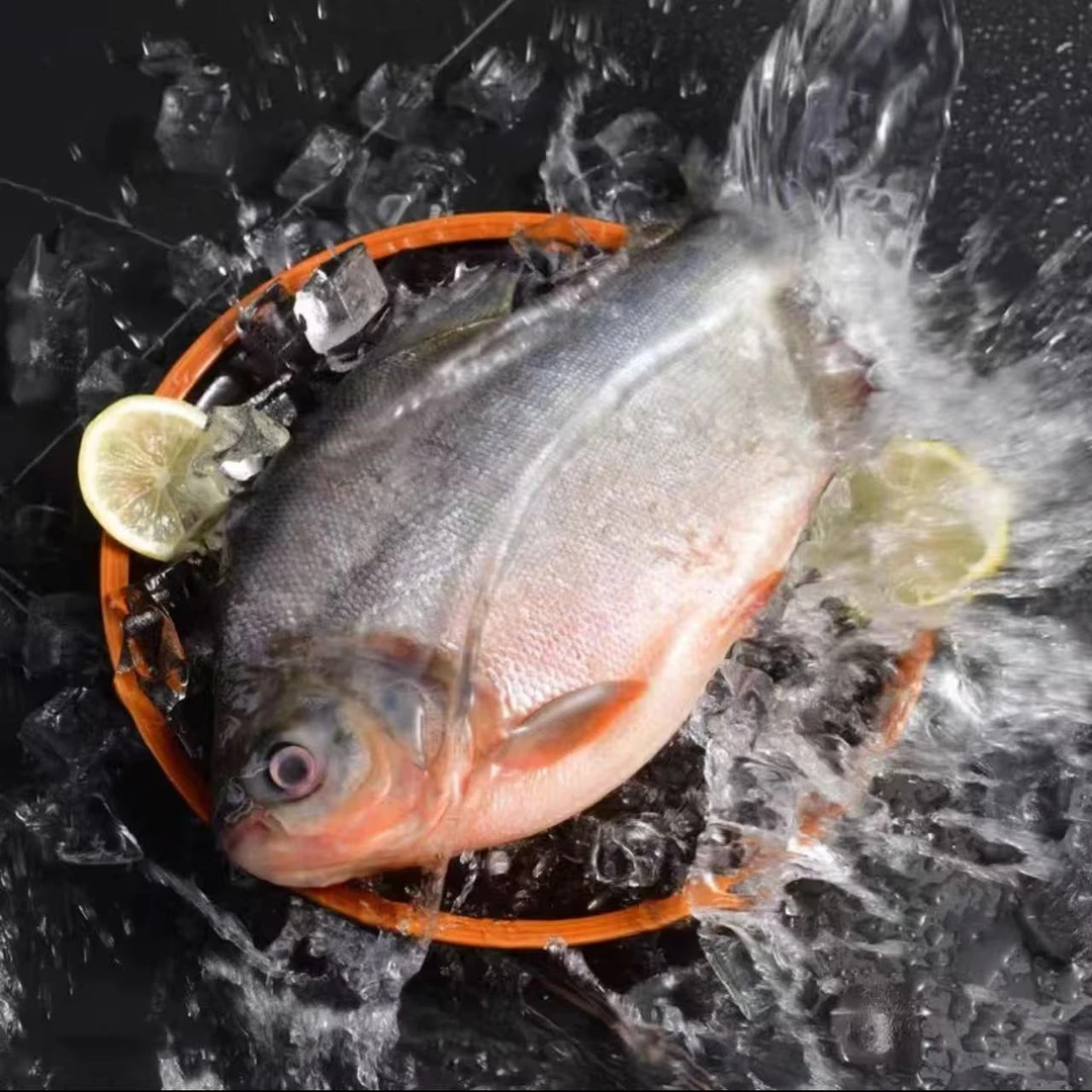 鲜活速冻大红鲳鱼450g-600g/条 7大条7斤海红鲳鱼 顺丰发货（亮）