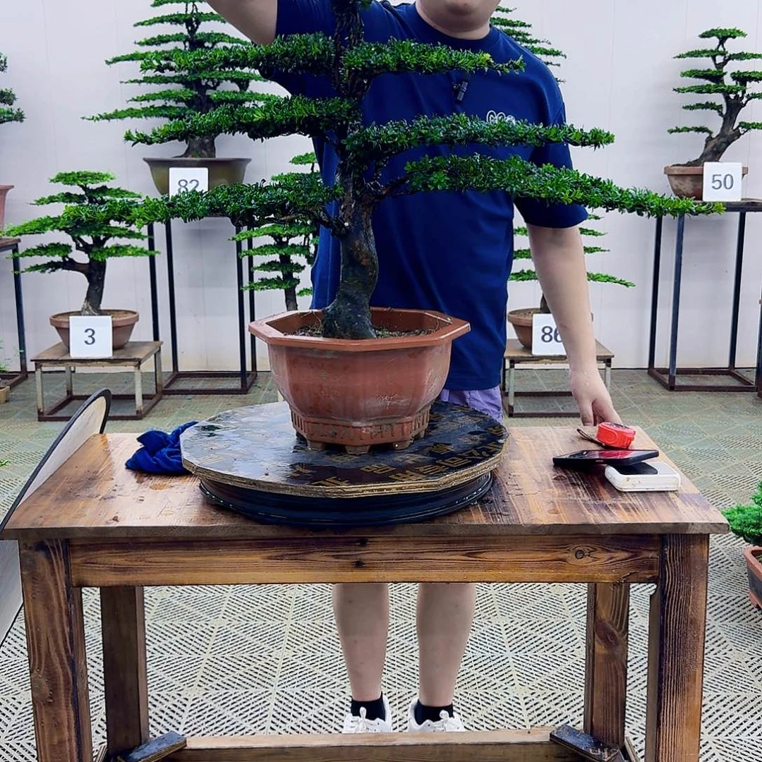 无花朵红芽罗汉松造型盆景塑料盆