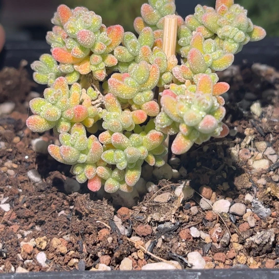 22冰晶优选枝干番杏