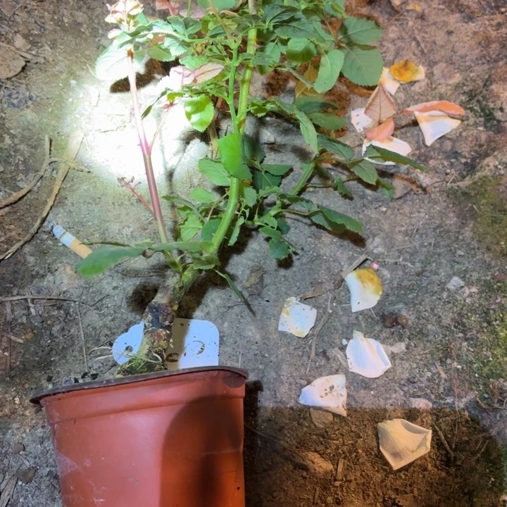 无花朵冷雨夜福利