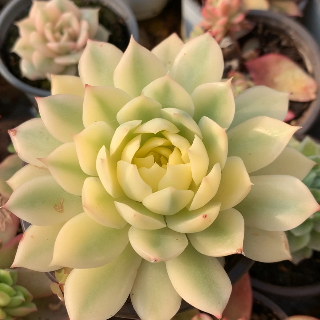 海蓝l j j j j j j j j