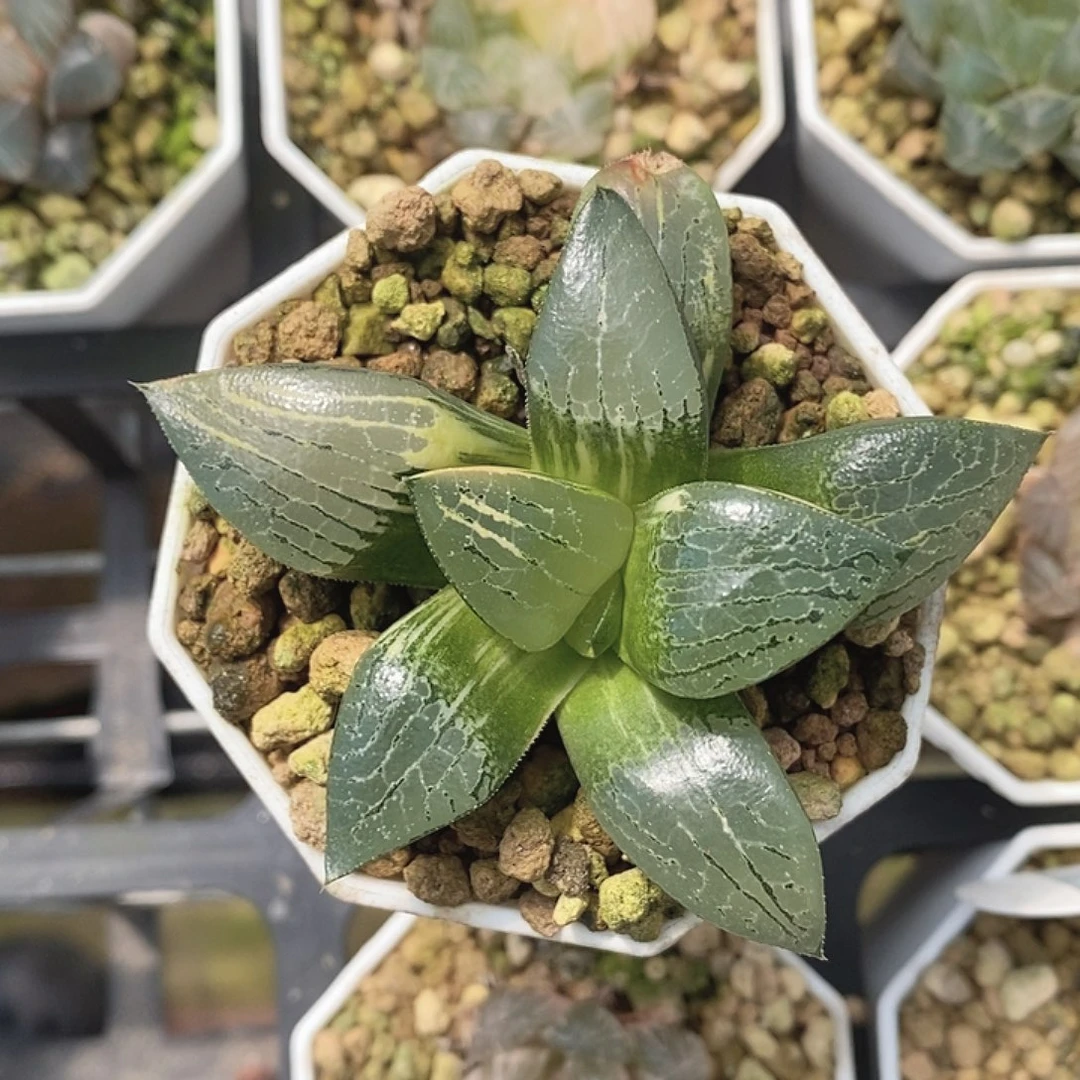 玉露十二卷多肉植物