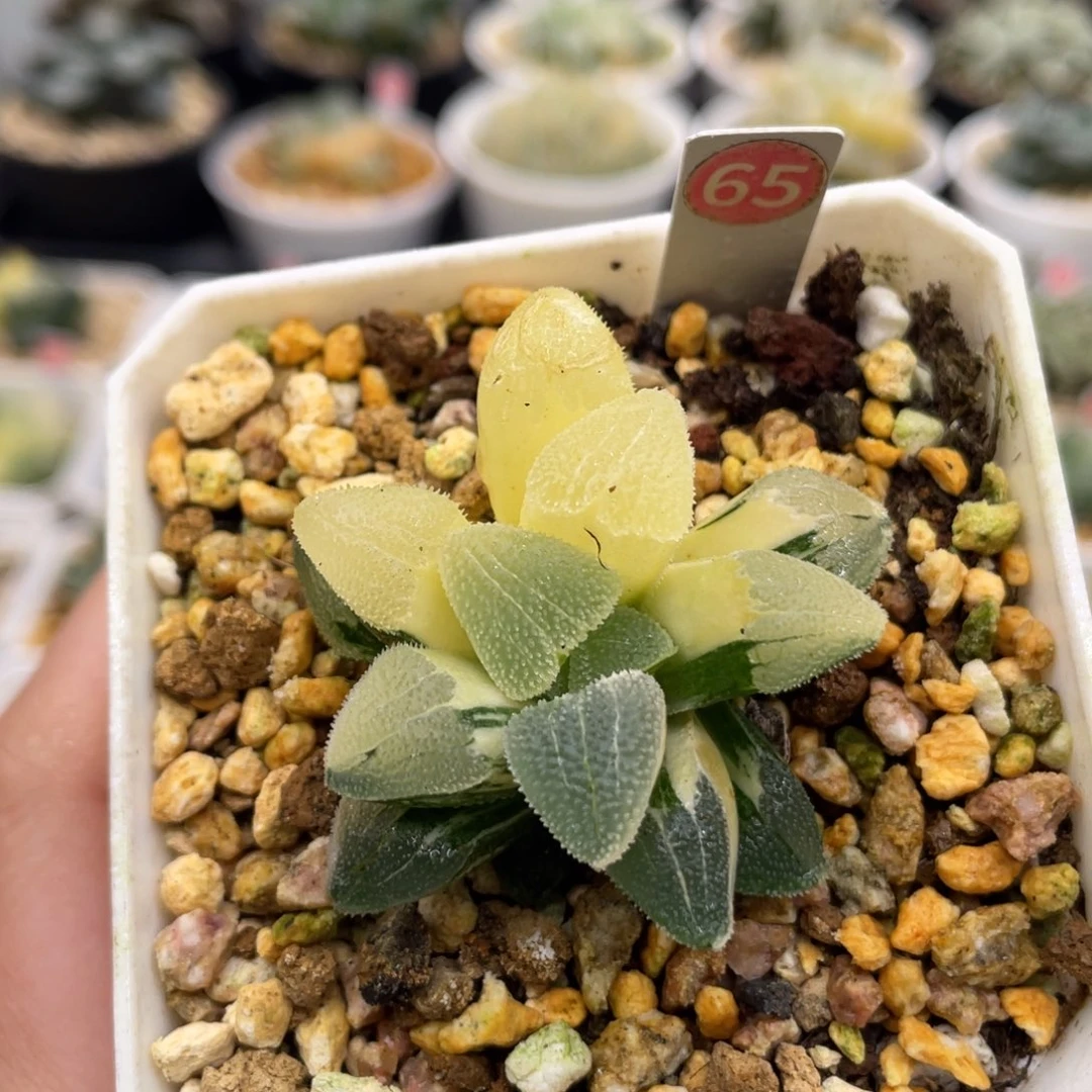 65 丸叶磨面锦1111111