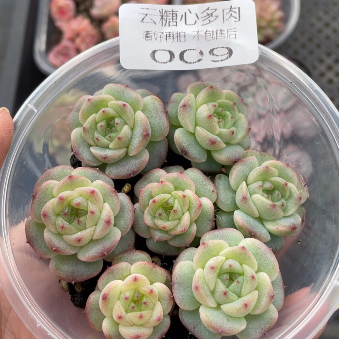 云糖心多肉植物009