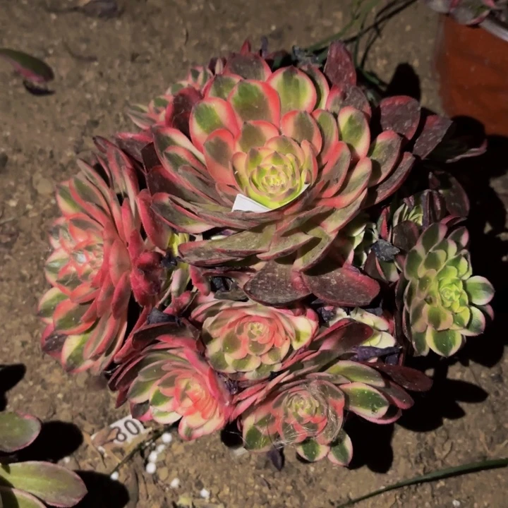 726半糖荔枝多肉植物不售后