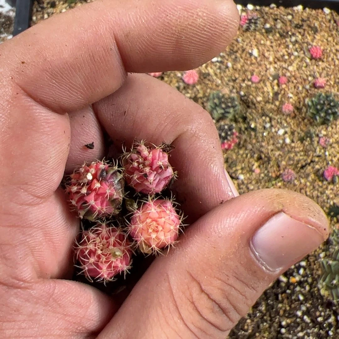 芳***兰当前无花栽培后可以开花040