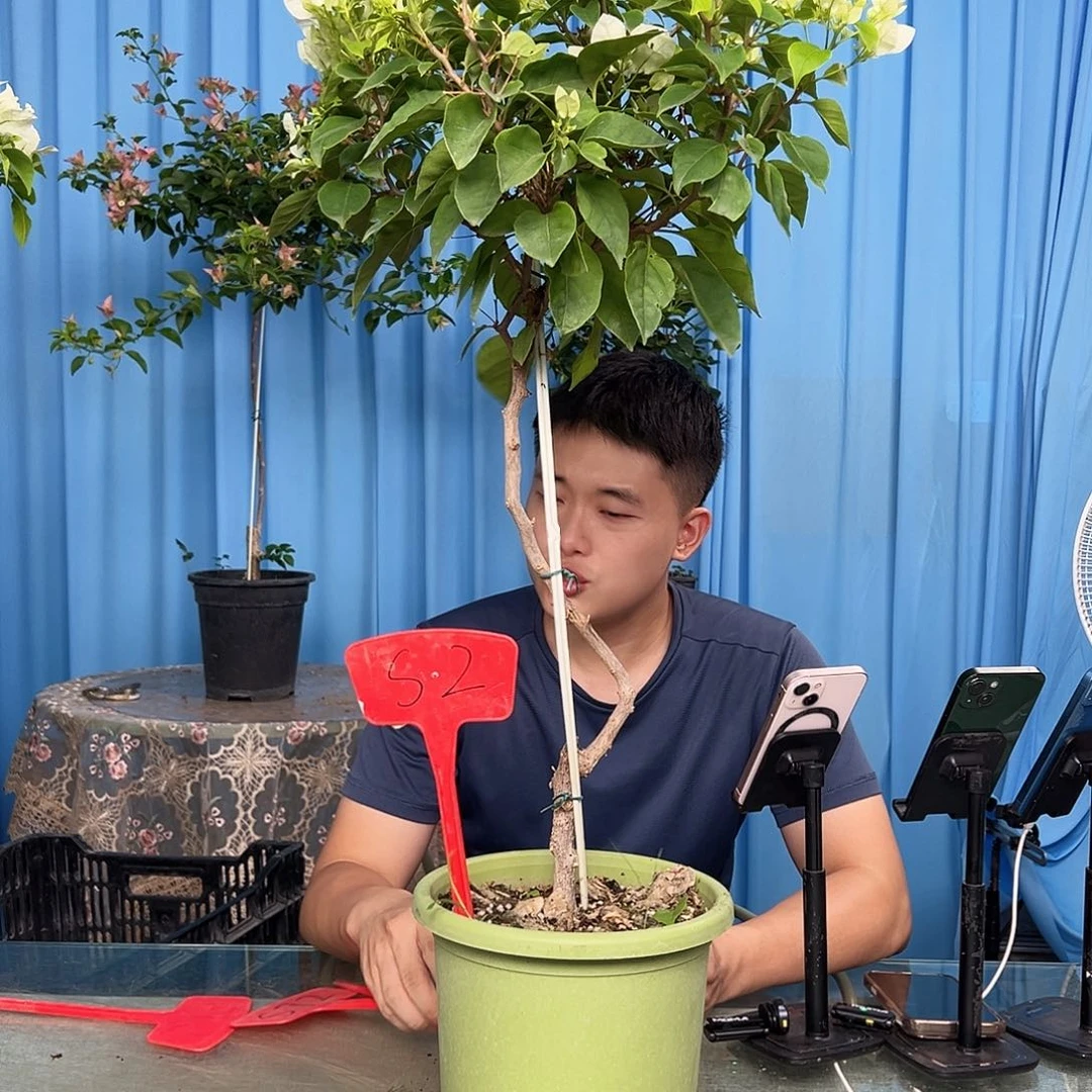 追***远当前无花栽培后可以开花S2白狐狸