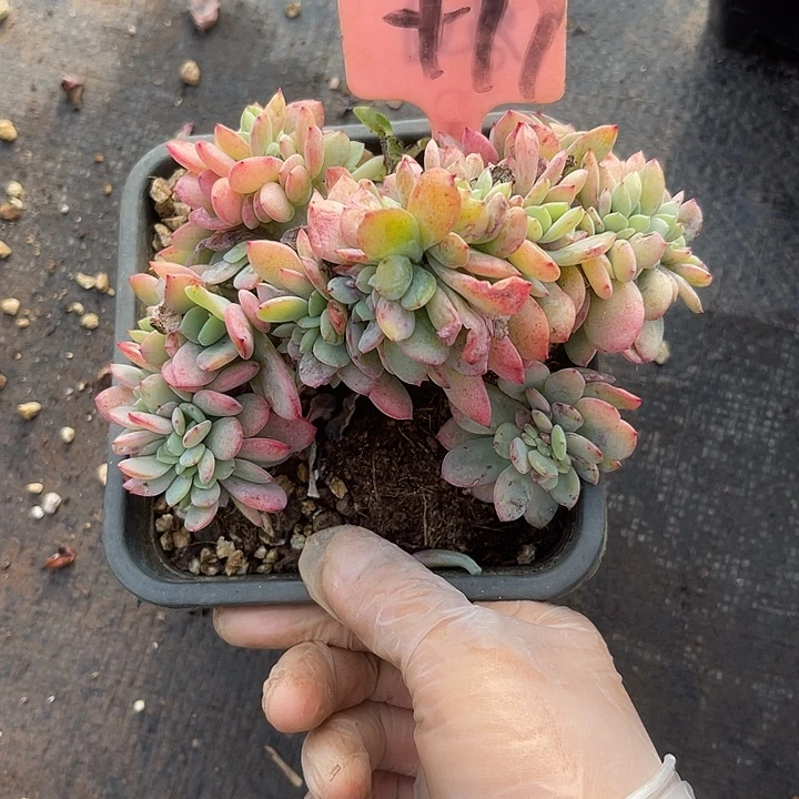 两单包邮，一物一拍77微瑕