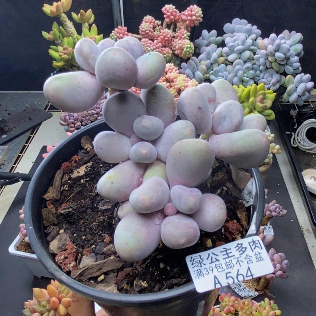 564米可奶多肉10c m