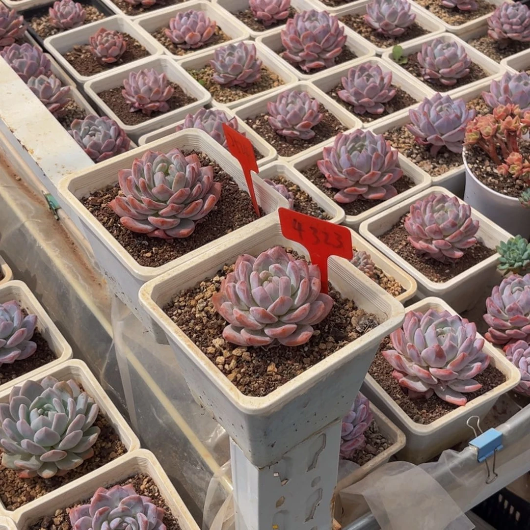 ****音4323.2524号下午多肉植物群生多肉