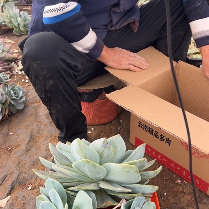 紫***薇地栽白凤一大棵昆明发货