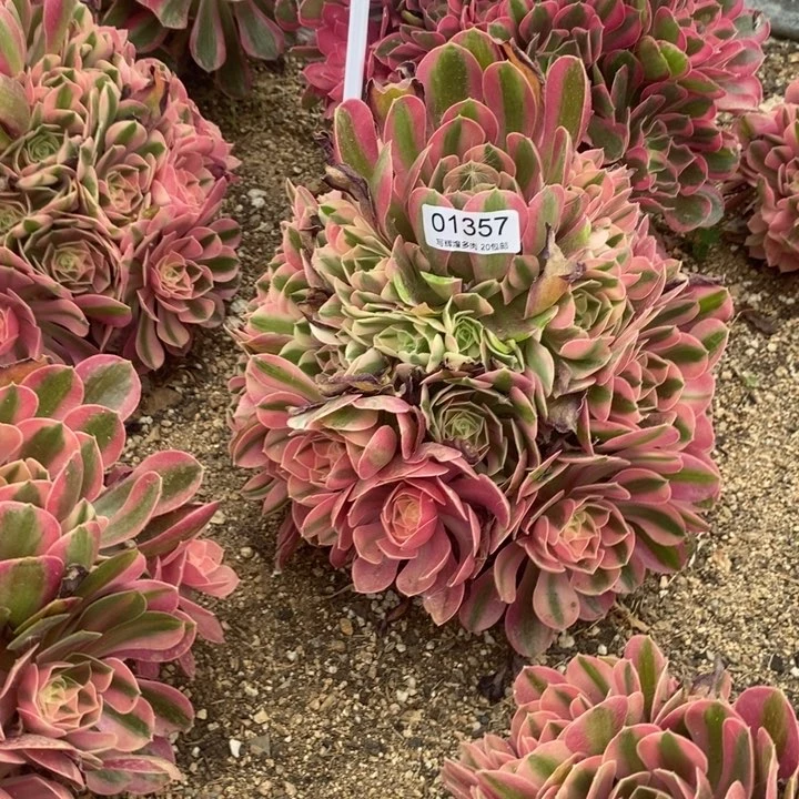 蓦***首01357粉女雨多肉植物