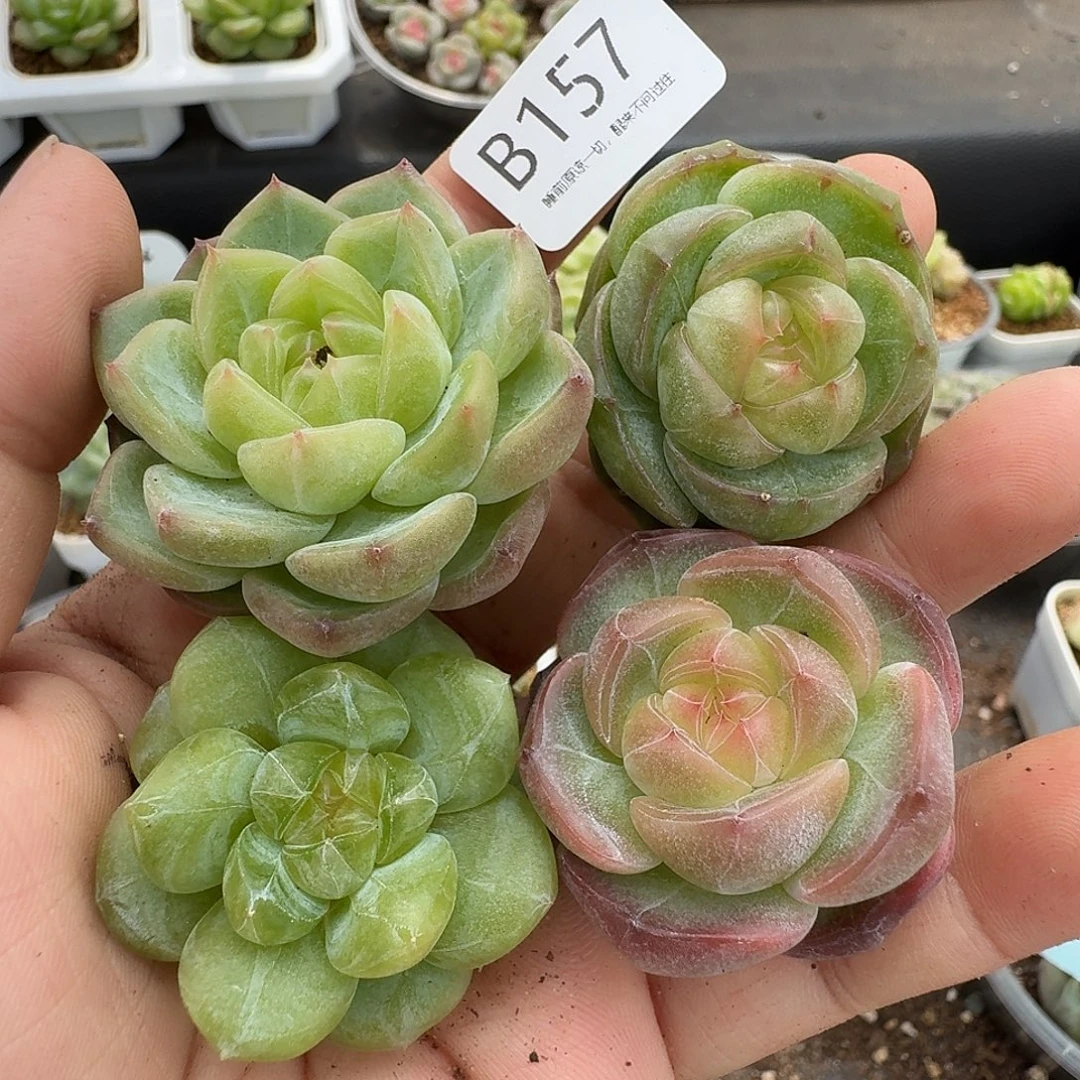一物一拍一组810-157