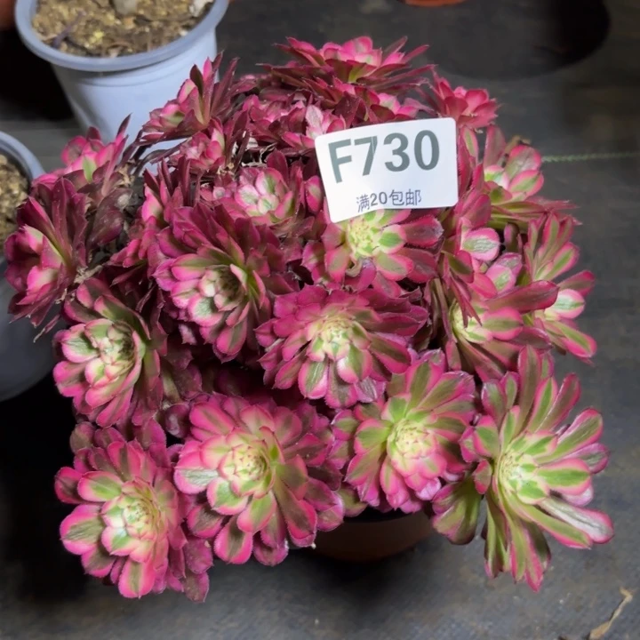 瑞妈多肉植物，730红铜壶超白锦