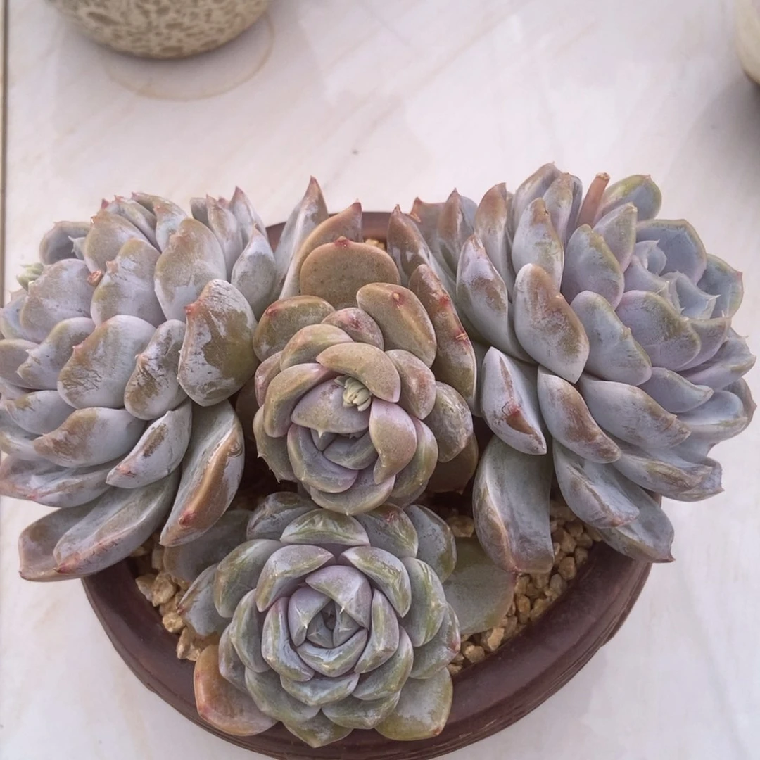 雪兔多肉多肉多肉多