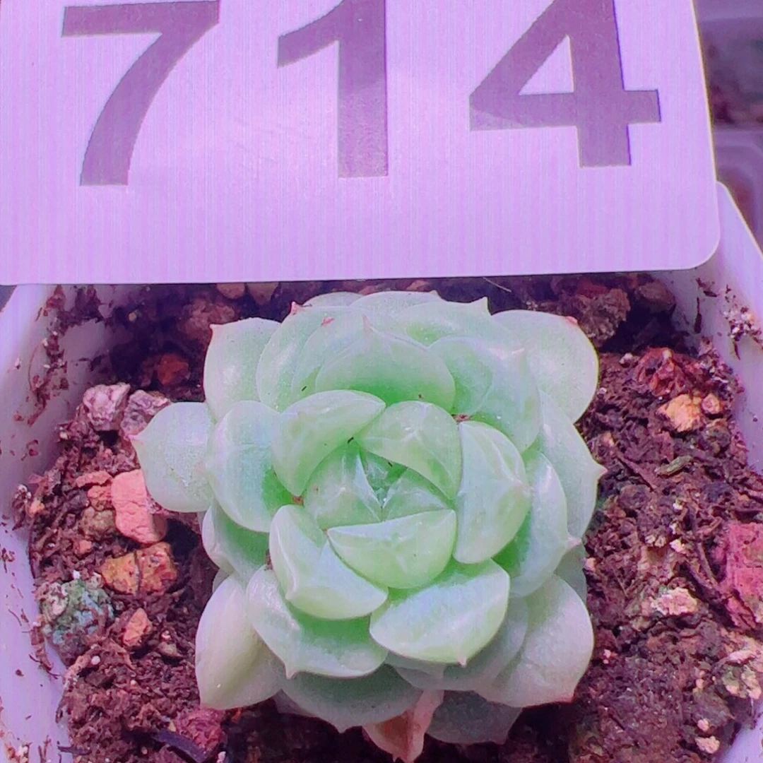 小脸财富密码透透的