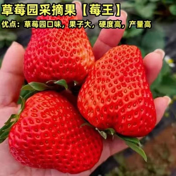 四季草莓苗奶油地栽盆栽食用秧苗牛奶草莓棚露天阳台种植当年结果