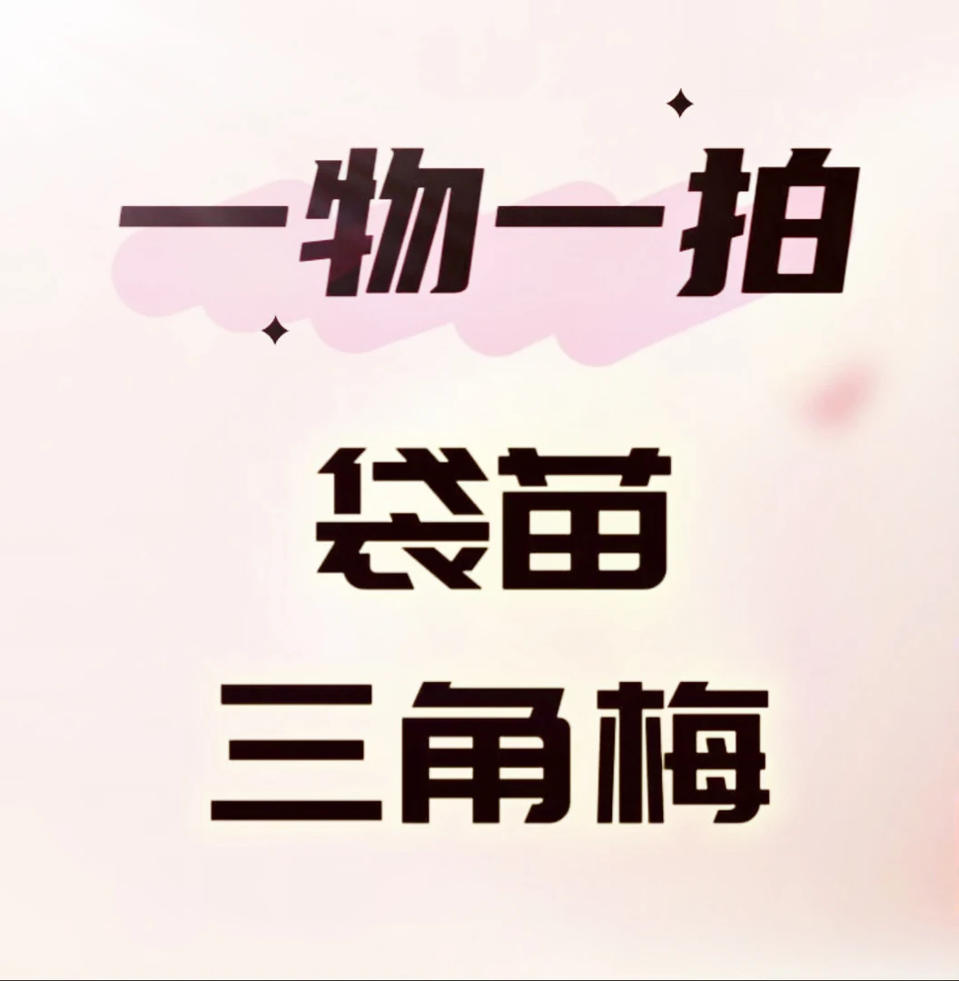 三角梅袋苗一物一拍