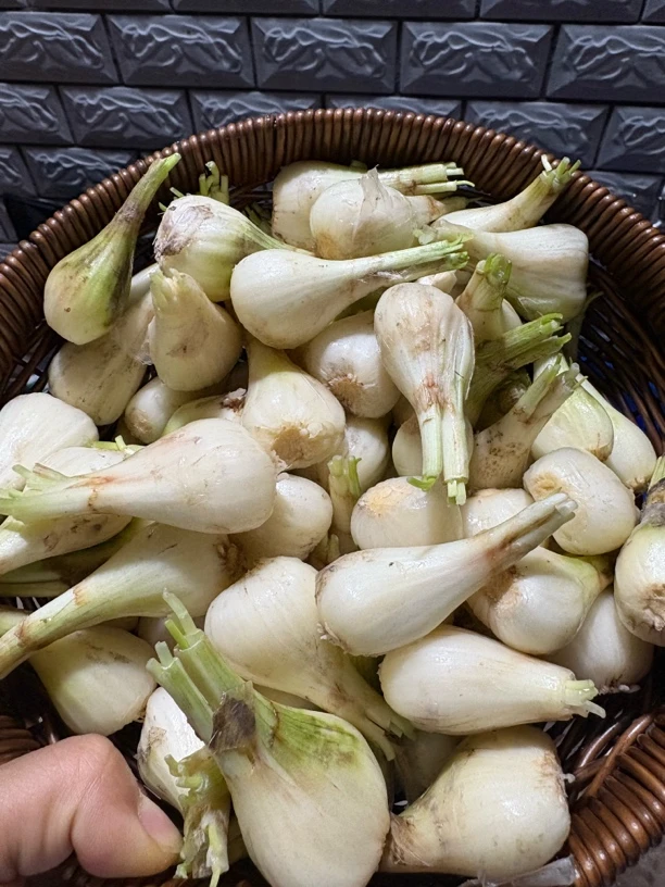 【藠头】重庆农家自种长藠头茭头新鲜现挖