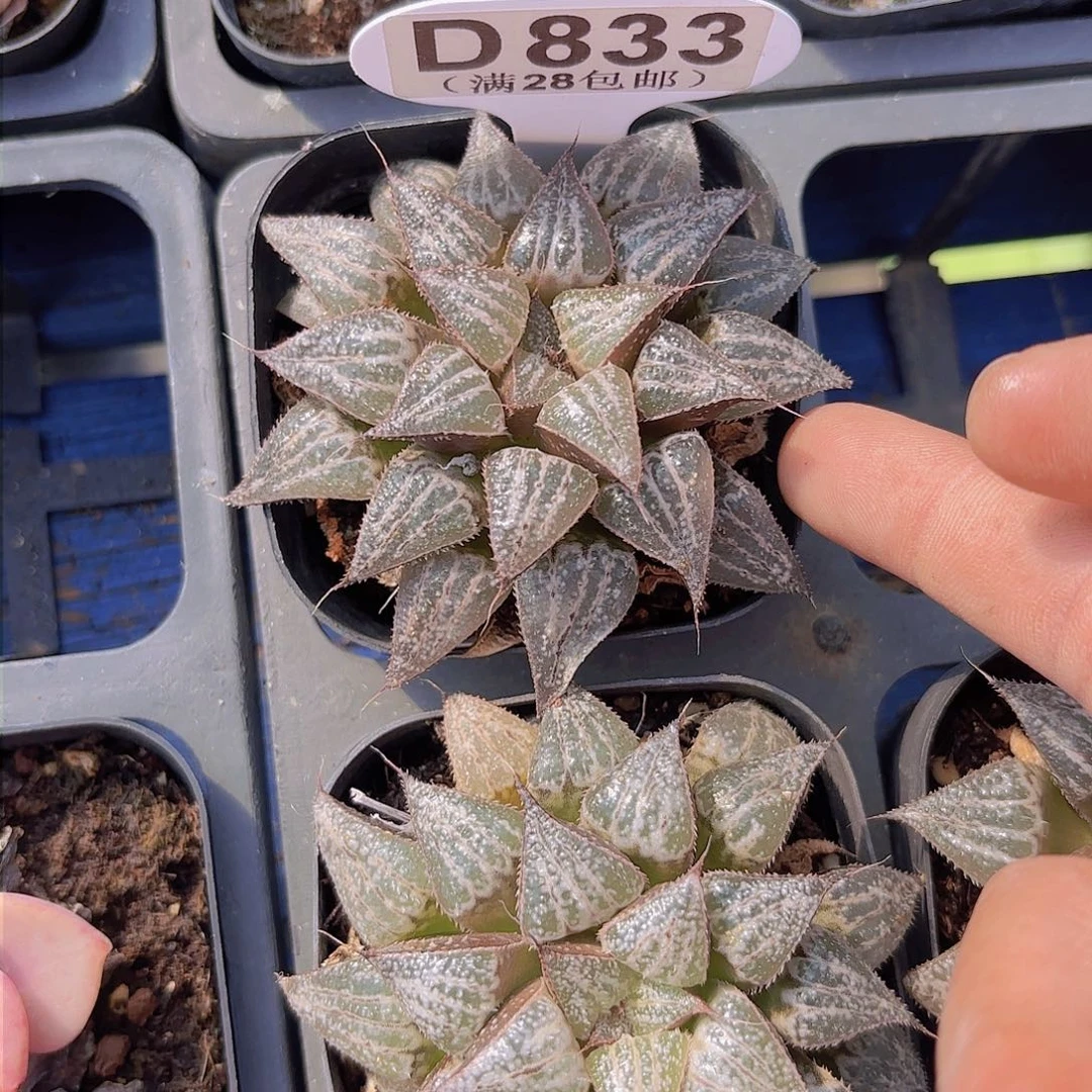 D833雪景色一物一拍