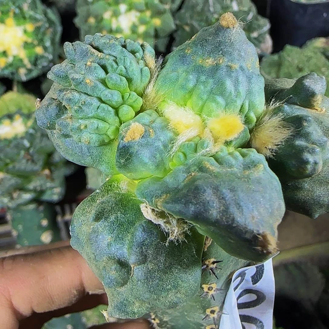 栗原怒涛696仙人球开花