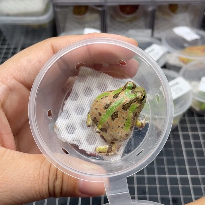 角蛙波子角蛙00283