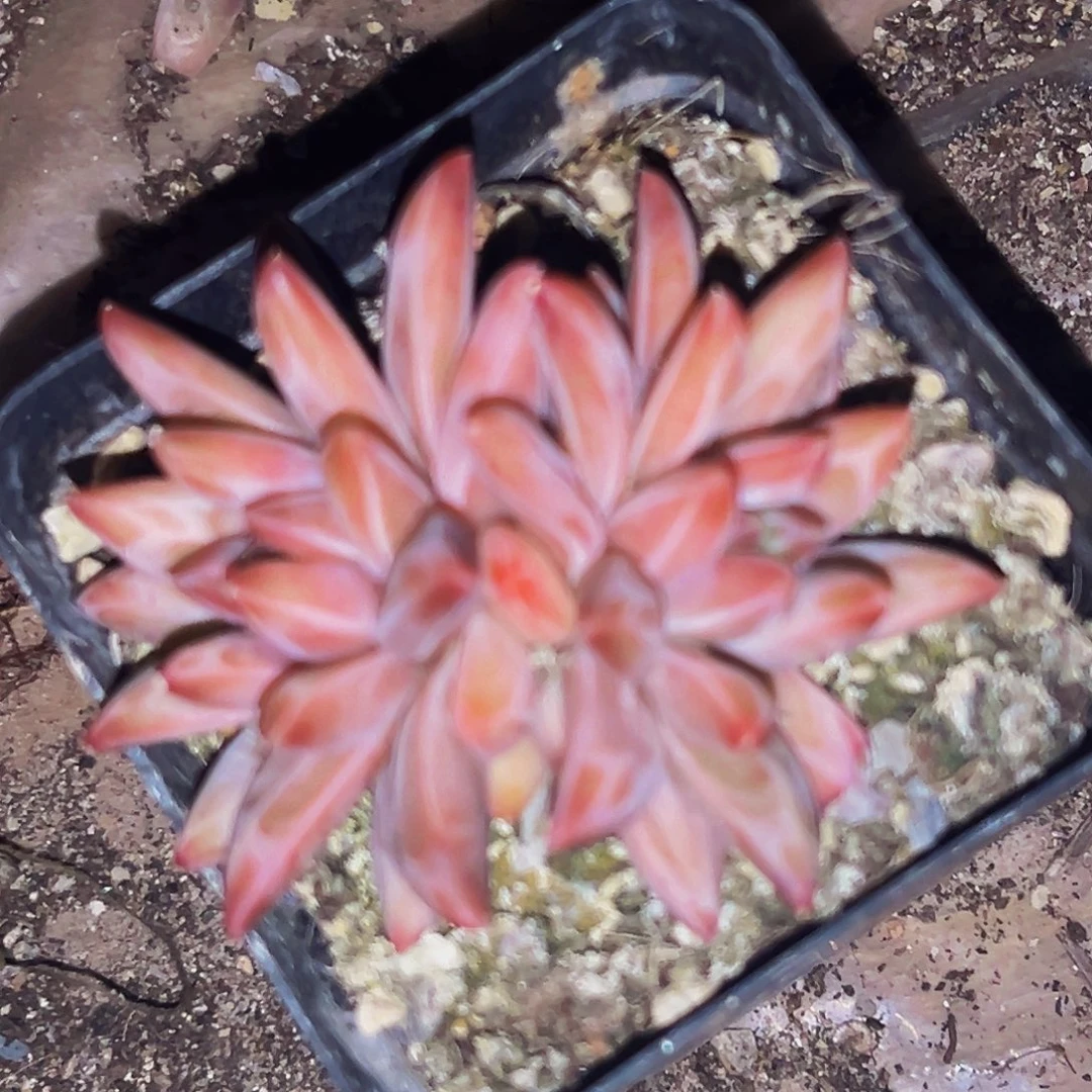 桔云多肉美人精品系列