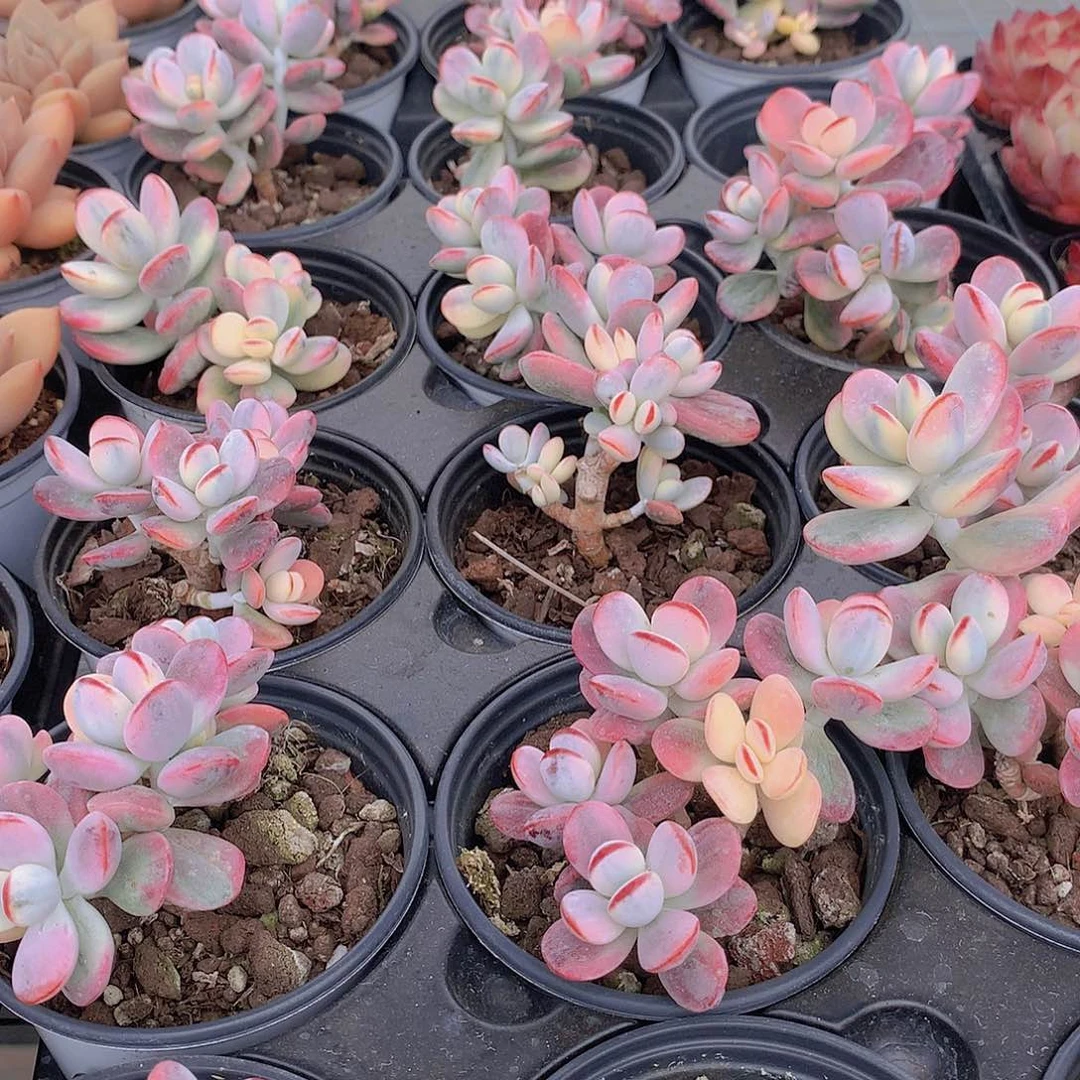 福娘锦2356788999000