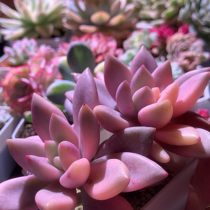 桃花源双头覆轮锦