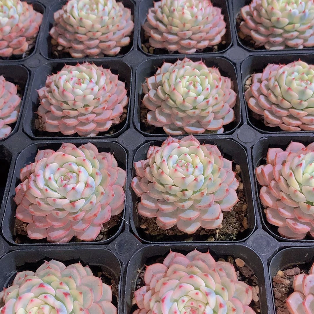 姬莲锦23567889990000